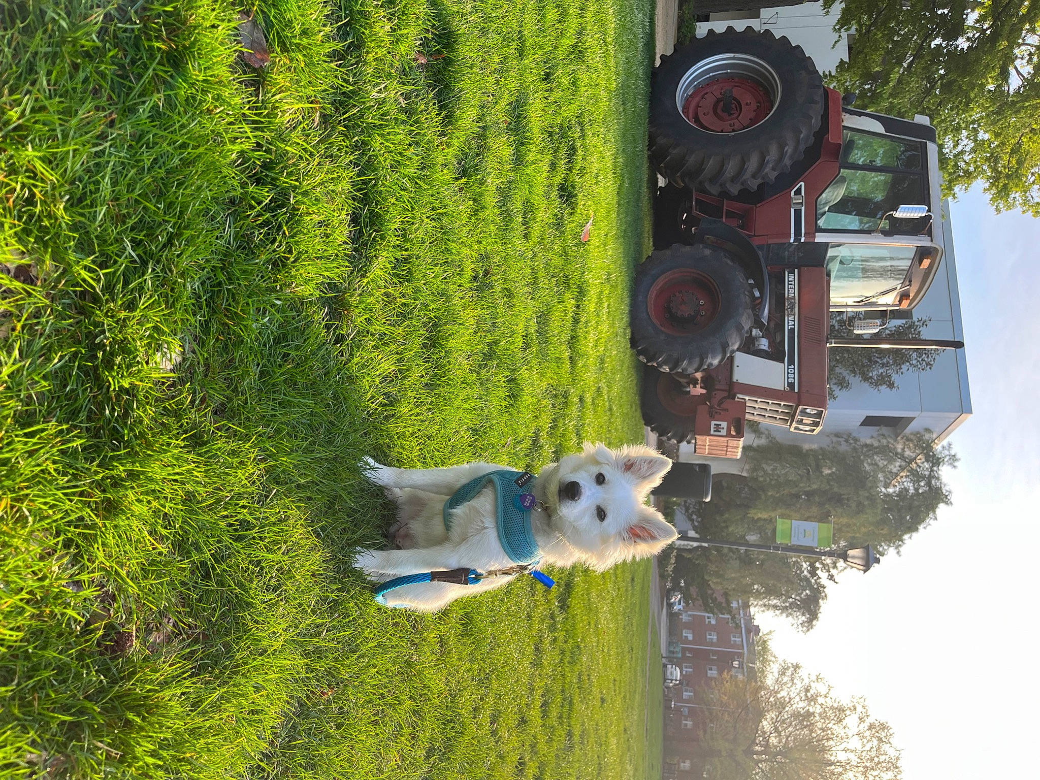 Iris is registered to the contest to win money with this photo: automotive_tire, biome, building, facade, grass, green, house, landscape, leisure, motor_vehicle, plant, property, shrub, sky, tire, tree, vegetation, vehicle, wall, wheel