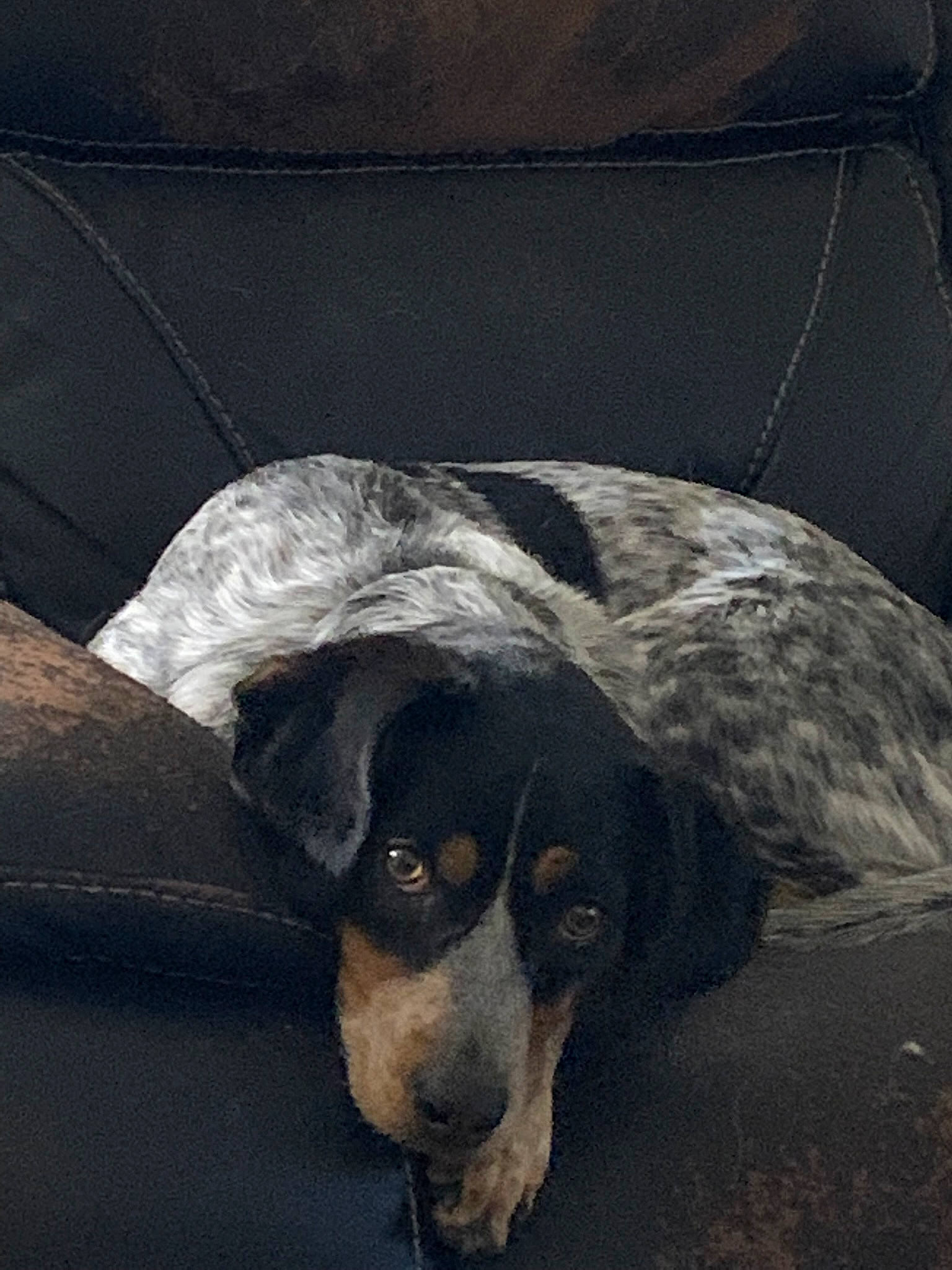 Autumn is registered to the contest to win money with this photo: ball, basset_artesien_normand, carnivore, comfort, companion_dog, couch, darkness, dog, dog_breed, flooring, greater_swiss_mountain_dog, grey, guard_dog, paw, plant, scent_hound, tints_and_shades, whiskers, working_animal, working_dog