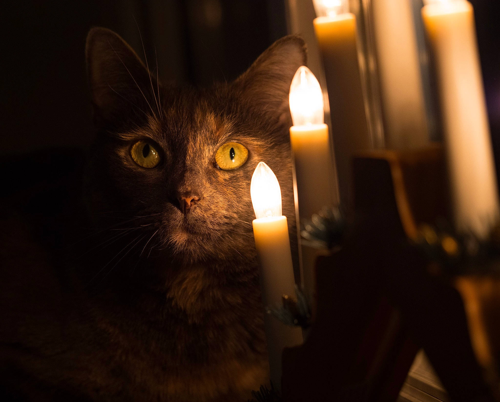 Jazz joined the competition — help win amazing prizes! black_cat, candle, candle_holder, carnivore, cat, darkness, domestic_short_haired_cat, ear, event, facial_hair, felidae, fire, fur, lamp, midnight, small_to_medium_sized_cats, tints_and_shades, wax, whiskers, wood