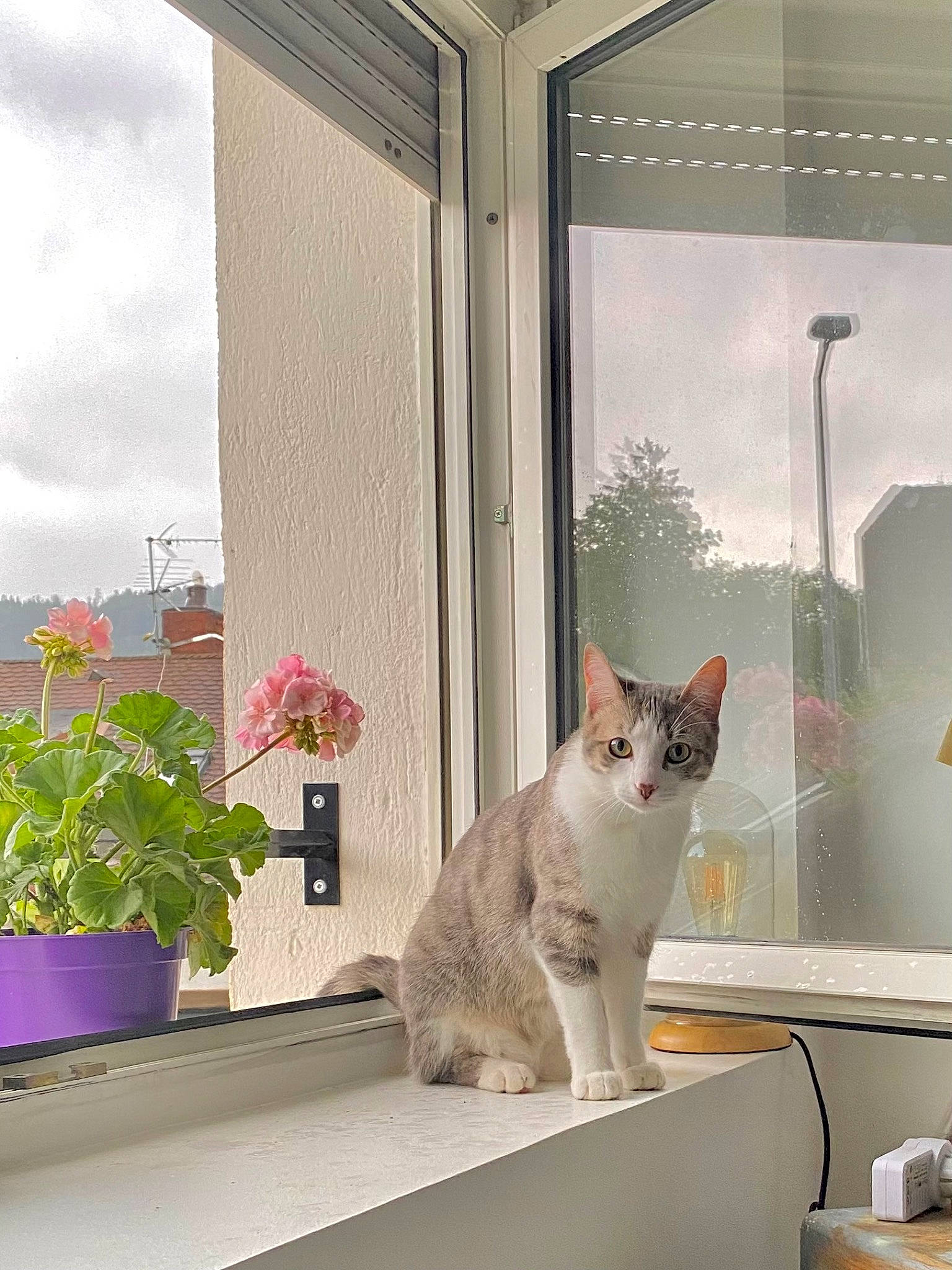 Titi a rejoint le concours — aidez-le/la à gagner de superbes lots ! carnivore, cat, fawn, felidae, flower, flowerpot, grey, house, houseplant, interior_design, line, plant, shade, small_to_medium_sized_cats, tints_and_shades, whiskers, window, window_blind, window_covering, wood