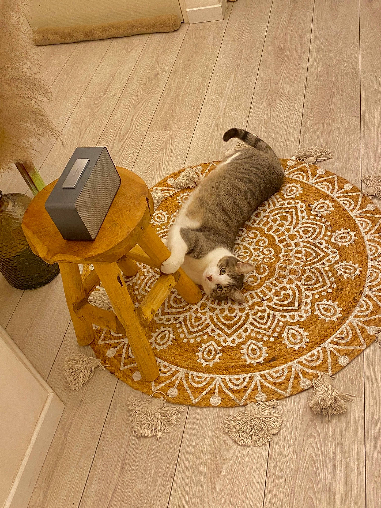 Titi a rejoint le concours — aidez-le/la à gagner de superbes lots ! beige, carnivore, circle, comfort, companion_dog, dog, dog_breed, fawn, felidae, floor, flooring, hardwood, laminate_flooring, pattern, pet_supply, room, small_to_medium_sized_cats, toy_dog, wood, wood_flooring
