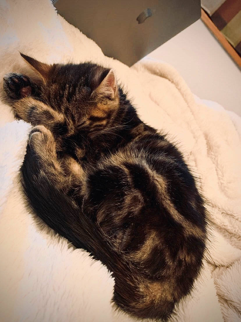 Rocky participe au concours pour gagner de l'argent avec cette photo : art, carnivore, cat, claw, comfort, domestic_short_haired_cat, felidae, fur, paw, small_to_medium_sized_cats, snout, tail, terrestrial_animal, whiskers