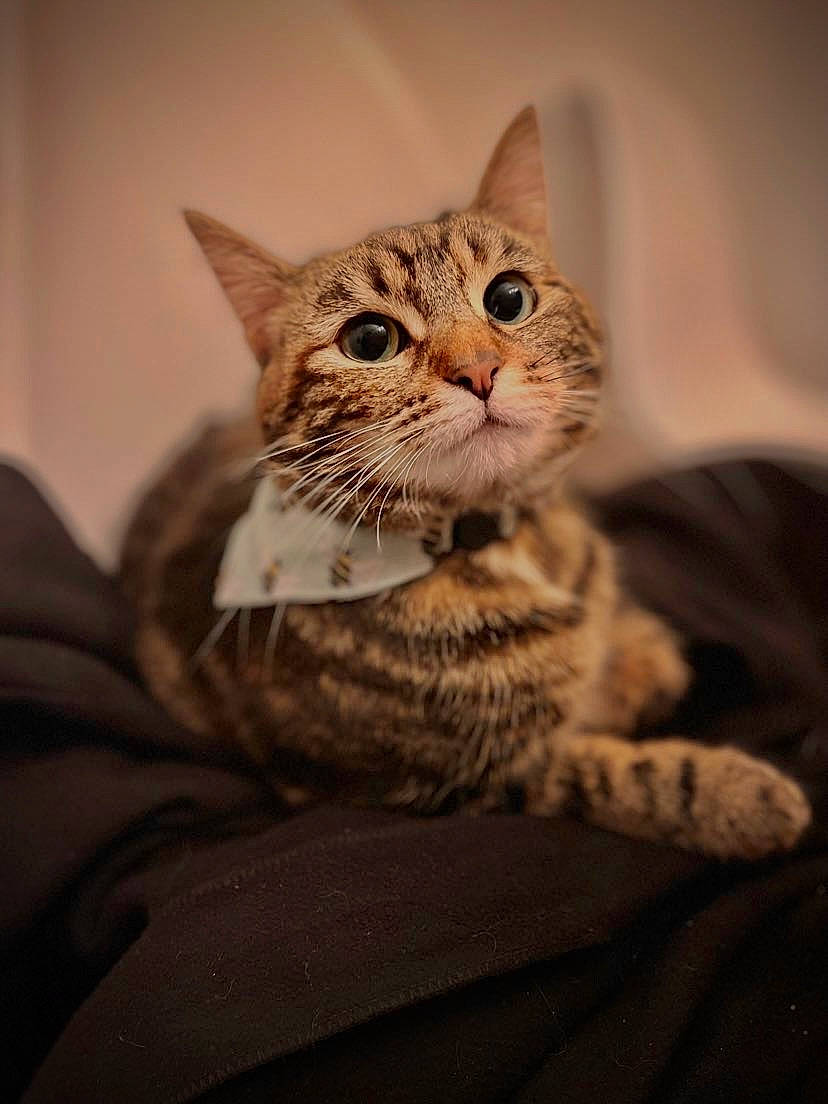 Rocky participe au concours pour gagner de l'argent avec cette photo : carnivore, cat, claw, comfort, domestic_short_haired_cat, door, ear, eye, felidae, fur, small_to_medium_sized_cats, snout, terrestrial_animal, whiskers, wildlife