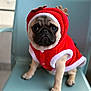pug, dog, puppy, costume, christmas, holiday, red_clothing, white_trim, chair, pet, cute, animal, indoor, small_dog, sitting, expression, face, fur, adorable, portrait