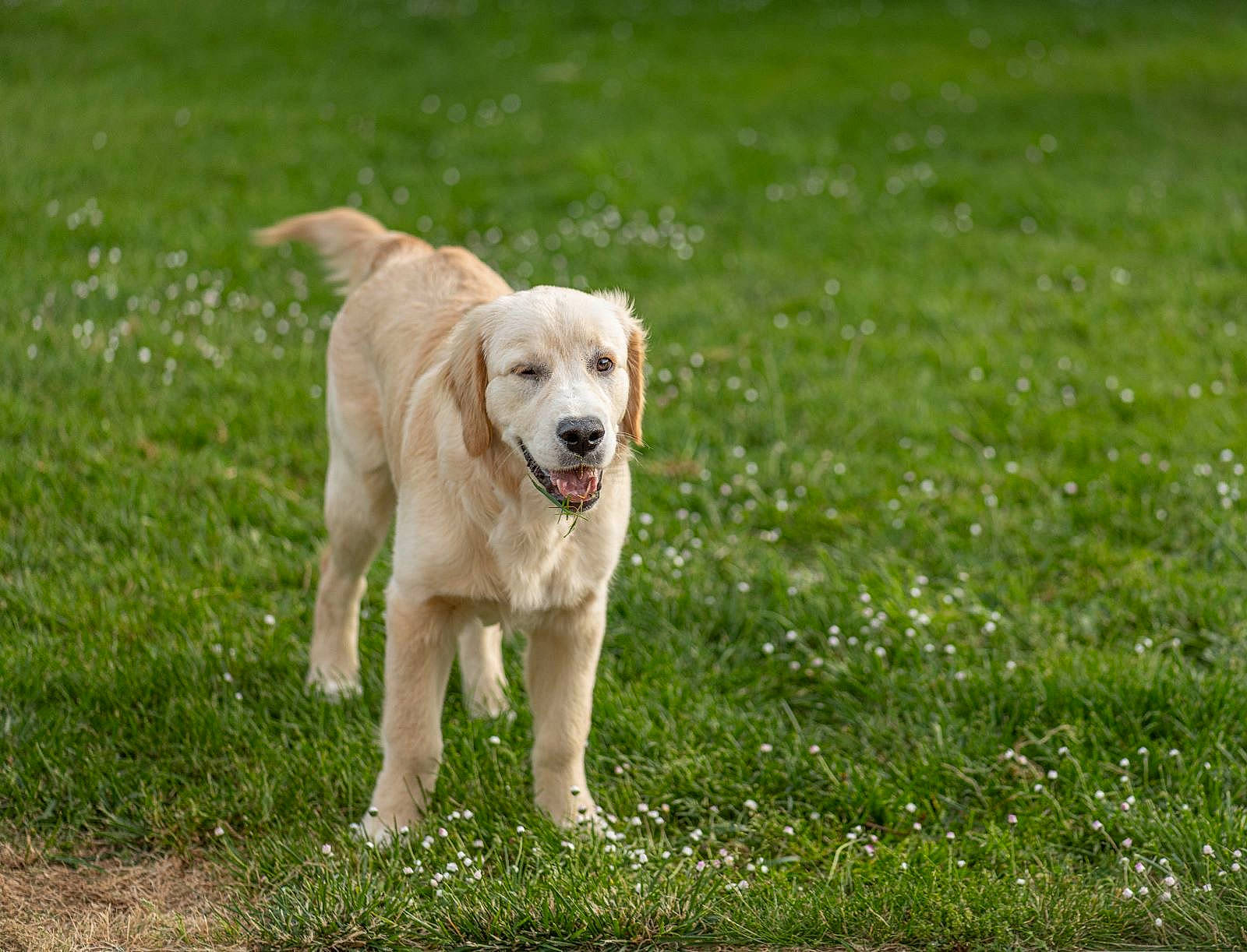 Tallya participe au concours pour gagner de l'argent avec cette photo : canidae, carnivore, companion_dog, dog, dog_breed, fawn, grass, groundcover, gun_dog, herbaceous_plant, labrador_retriever, mammal, plant, retriever, snout, sporting_group, tail, tree, wildlife, working_animal