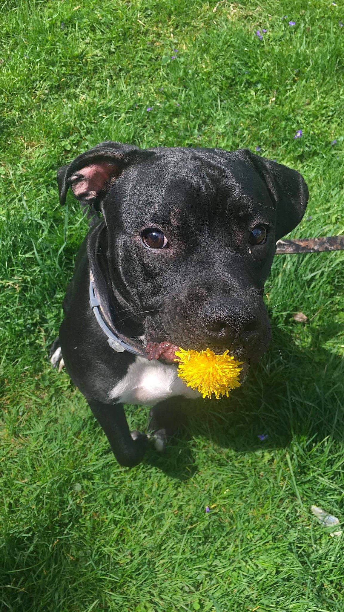 Dice joined the competition — help win amazing prizes! american_pit_bull_terrier, american_staffordshire_terrier, canidae, carnivore, dog, dog_breed, flower, gladiolus, grass, mammal, non_sporting_group, old_english_terrier, patterdale_terrier, plant, rare_breed_dog, snout, sporting_group, staffordshire_bull_terrier, terrier
