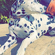 Reina participe au concours pour gagner de l'argent avec cette photo : dalmatian, dog, pet, animal, spotted, resting, person, cap, outdoor, sunlight, shadow, stone, pavement, greenery, foliage, collar, closeup, companionship, relaxed, friendship