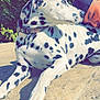 dalmatian, dog, pet, animal, spotted, resting, person, cap, outdoor, sunlight, shadow, stone, pavement, greenery, foliage, collar, closeup, companionship, relaxed, friendship