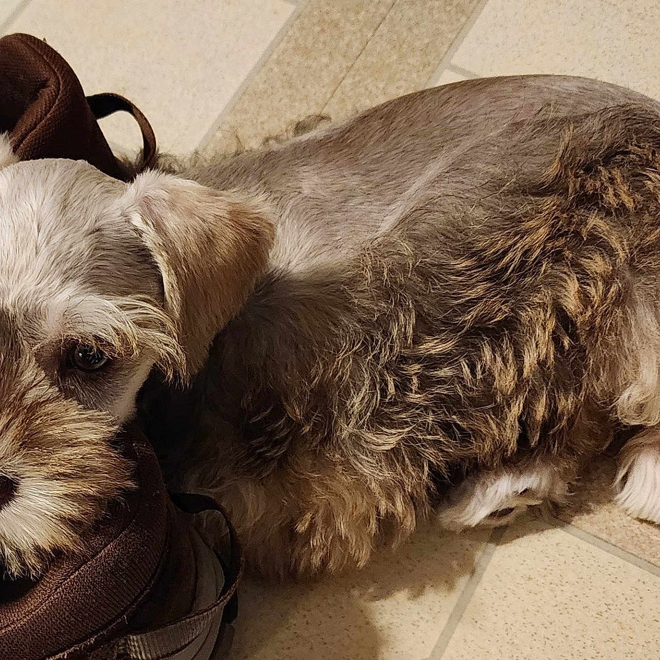 Abby Gail joined the competition — help win amazing prizes! animal, brown, canine, closeup, companion, curled_up, cute, dog, domestic, ears, fluffy, fur, indoors, pet, puppy, resting, shoe, snout, tile_floor, whiskers