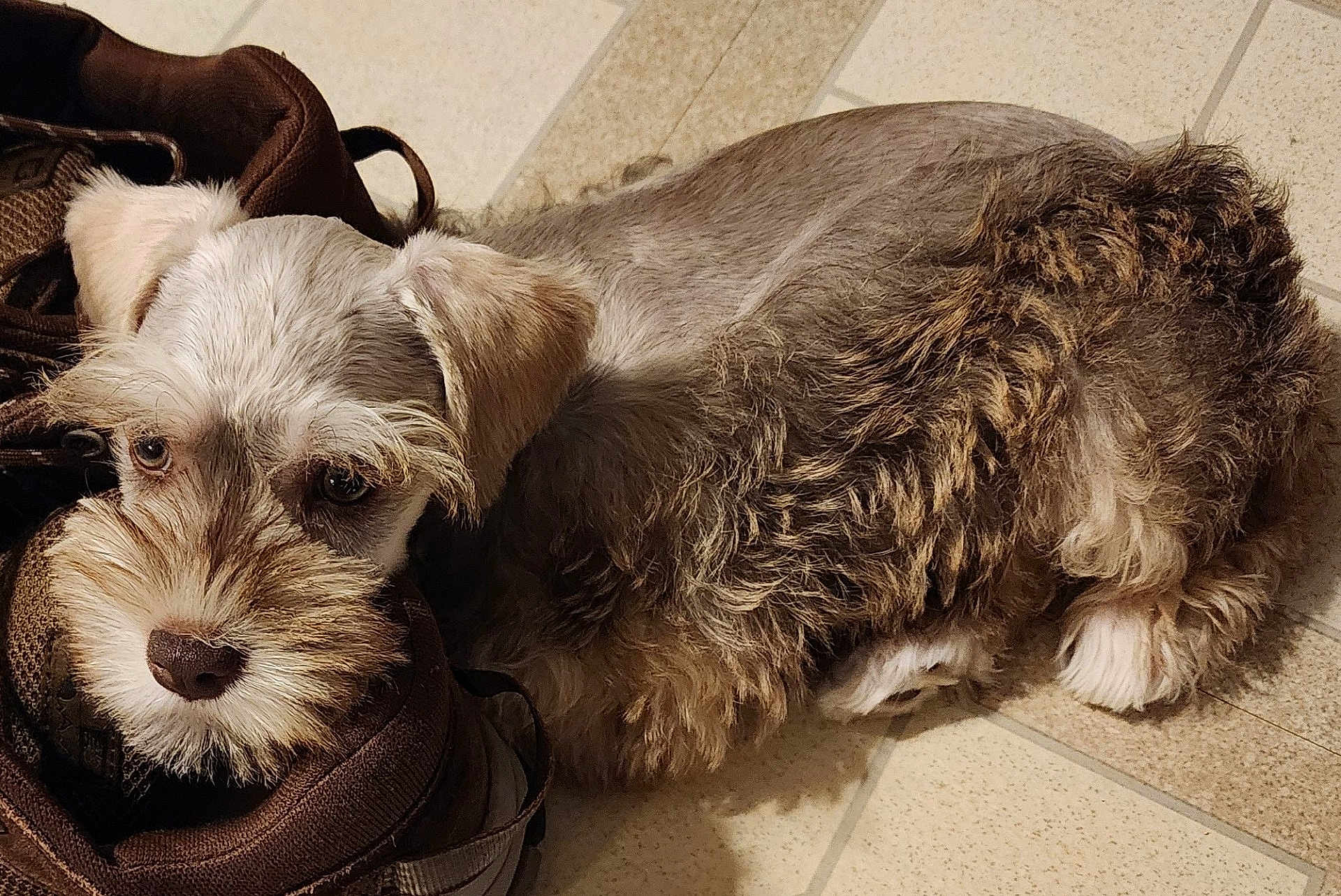 Abby Gail joined the competition — help win amazing prizes! dog, puppy, shoe, tile_floor, brown, fluffy, fur, pet, animal, cute, resting, indoors, snout, ears, whiskers, closeup, companion, domestic, canine, curled_up