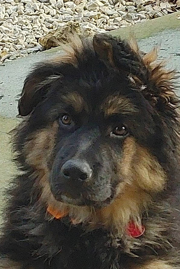 Dozer joined the competition — help win amazing prizes! ancient_dog_breeds, art, canidae, carnivore, companion_dog, dog, dog_breed, fur, gaddi_kutta, giant_dog_breed, herding_dog, liver, puppy, snout, sporting_group, street_dog, terrestrial_animal, whiskers, working_animal, working_dog