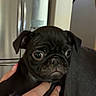Onyx is registered to the contest to win money with this photo: puppy, dog, black_dog, pug, pet, hand, person, indoor, kitchen, refrigerator, cereal_boxes, food, nail_polish, animal, cute, small_dog, young_animal, holding, domestic_animal, portrait