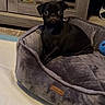 Onyx is registered to the contest to win money with this photo: dog, puppy, pug, pet_bed, indoor, carpet, wooden_furniture, toy, black_dog, small_dog, sitting, curious, alert, cozy, home, cute, animal, pet, companion, domestic