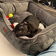 Onyx is registered to the contest to win money with this photo: dog, black_dog, sleeping, pet_bed, toy, indoor, wooden_furniture, gray, cozy, relaxing, home, comfort, plush, leg, jeans, casual, resting, cute, small_dog, nap