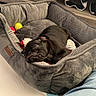 dog, black_dog, sleeping, pet_bed, toy, indoor, wooden_furniture, gray, cozy, relaxing, home, comfort, plush, leg, jeans, casual, resting, cute, small_dog, nap