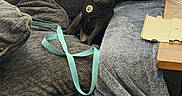 Onyx joined the competition — help win amazing prizes! blanket, couch, cozy, curious, cute, dog, furniture, gray, harness, indoor, leash, living_room, pet, pug, puppy, resting, seated, small, sunlight, window