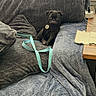 blanket, couch, cozy, curious, cute, dog, furniture, gray, harness, indoor, leash, living_room, pet, pug, puppy, resting, seated, small, sunlight, window