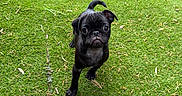 Onyx is registered to the contest to win money with this photo: puppy, dog, pug, black_dog, grass, lawn, garden, outdoor, greenery, young_dog, animal, pet, cute, small_dog, curious, looking_up, face, ears, tail, nature