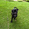 puppy, dog, pug, black_dog, grass, lawn, garden, outdoor, greenery, young_dog, animal, pet, cute, small_dog, curious, looking_up, face, ears, tail, nature