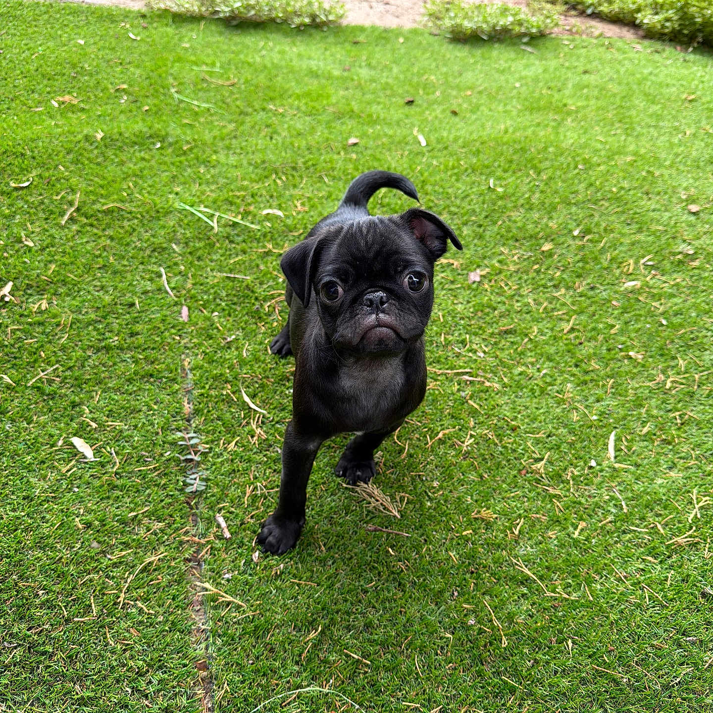 Onyx