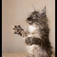 Katzpurr is registered to the contest to win money with this photo: cat, kitten, gray_cat, fluffy, long_hair, standing, upright, paws, raised_paws, ears, whiskers, fur, pet, animal, indoor, carpet, beige_wall, portrait, cute, funny