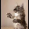 cat, kitten, gray_cat, fluffy, long_hair, standing, upright, paws, raised_paws, ears, whiskers, fur, pet, animal, indoor, carpet, beige_wall, portrait, cute, funny