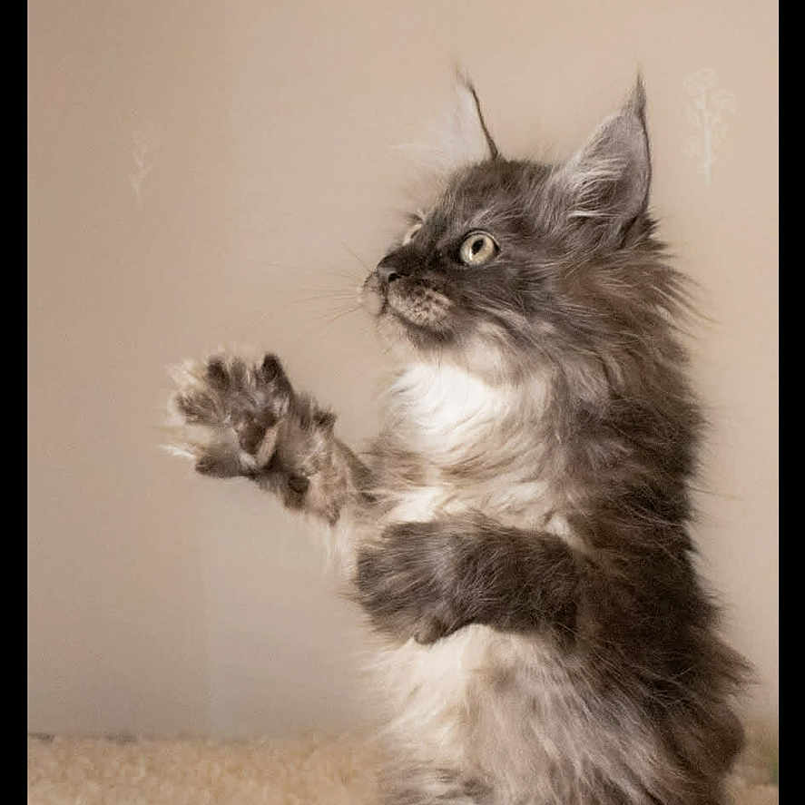 Katzpurr