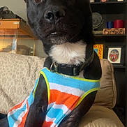 Jb is registered to the contest to win money with this photo: dog, pet, indoor, couch, colorful_clothing, black_dog, tank_top, ears, curious, portrait, home_interior, sitting, furniture, shelf, photograph, decor, animal, closeup, mammal, companion