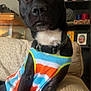 dog, pet, indoor, couch, colorful_clothing, black_dog, tank_top, ears, curious, portrait, home_interior, sitting, furniture, shelf, photograph, decor, animal, closeup, mammal, companion