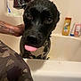Jb is registered to the contest to win money with this photo: dog, bathroom, bathtub, wet, tongue, showerhead, tattoo, arm, black_dog, pet, cute, indoor, water, cleaning, animal, bath, closeup, expression, looking, funny