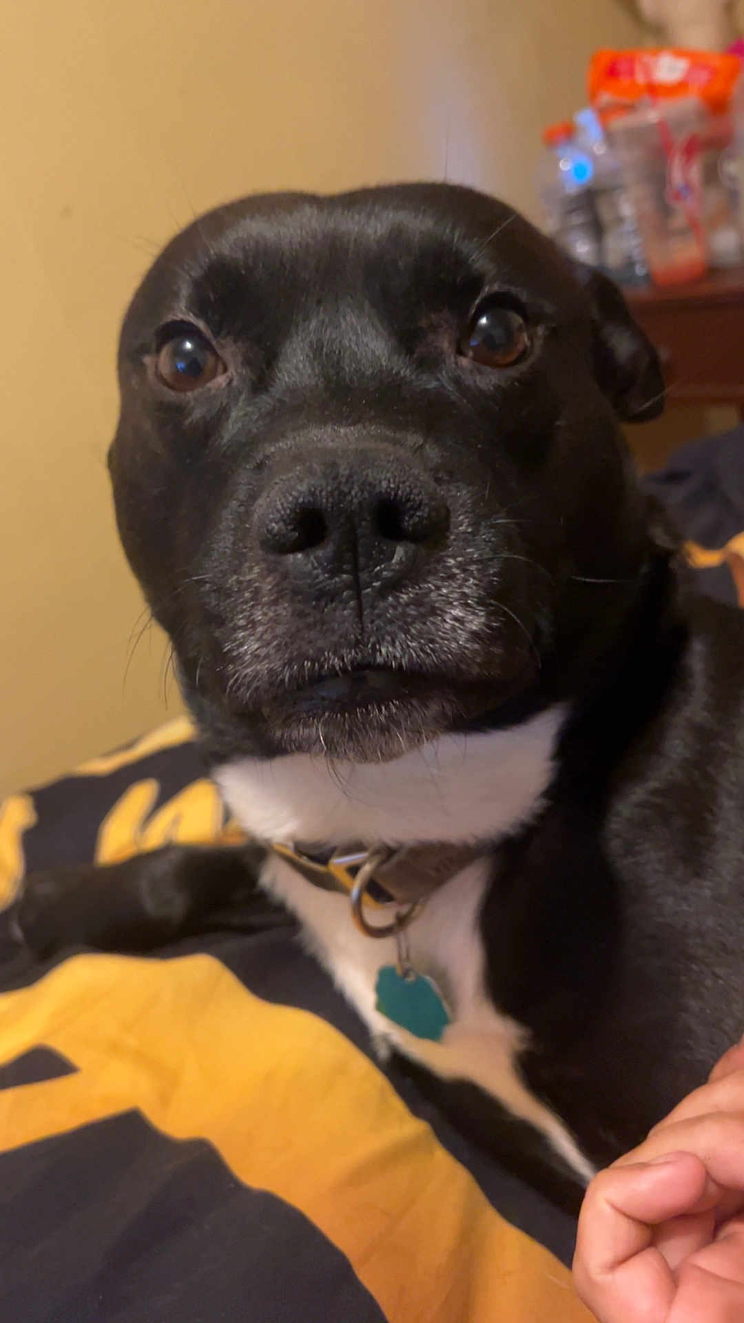 Jb joined the competition — help win amazing prizes! dog, black_dog, white_chest, close_up, pet, indoor, blanket, collar, tag, curious, face, animal, domestic_animal, canine, resting, paw, human_hand, bed, furniture, cozy