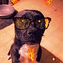 Jb is registered to the contest to win money with this photo: dog, black_dog, white_chest, sitting, indoor, tiled_floor, glasses, fire_effect, devil_horns, glowing_eyes, pet, animal, cute, playful, digital_filter, augmented_reality, fun, portrait, looking_up, household