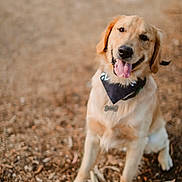 Archie is registered to the contest to win money with this photo: dog, golden_retriever, outdoor, animal, pet, happy, tongue_out, sitting, bandana, fur, canine, nature, playful, smiling, cute, portrait, friendly, muzzle, ears, collar