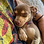 Piper joined the competition — help win amazing prizes! puppy, dog, sleeping, closeup, collar, person, hand, blanket, furry, nap, cute, cozy, resting, indoor, paw, fur, relaxation, casual_clothing, colorful, snuggle