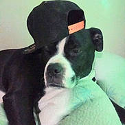 Bolo is registered to the contest to win money with this photo: dog, black_and_white, cap, backward_cap, resting, blanket, indoor, pet, sleepy, cute, animal, fur, nostalgic, cozy, relaxed, companion, domestic_animal, portrait, closeup, headwear