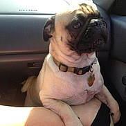 Yoda joined the competition — help win amazing prizes! dog, pug, car, pet, animal, collar, sunlight, shadow, person, leg, shorts, indoor, seat, window, resting, alert, curious, closeup, mammal, companion