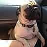 dog, pug, car, pet, animal, collar, sunlight, shadow, person, leg, shorts, indoor, seat, window, resting, alert, curious, closeup, mammal, companion