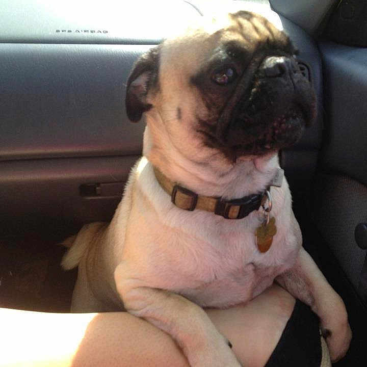 Yoda joined the competition — help win amazing prizes! dog, pug, car, pet, animal, collar, sunlight, shadow, person, leg, shorts, indoor, seat, window, resting, alert, curious, closeup, mammal, companion