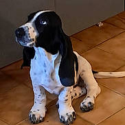 Happy participe au concours pour gagner de l'argent avec cette photo : puppy, dog, black_and_white, sitting, floor, tile_floor, indoor, pet, canine, ears, cute, animal, young, looking_up, domestic_animal, paw, spot, fur, companion, adorable