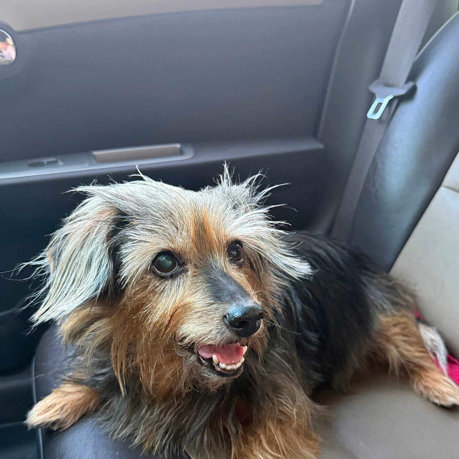 Maycee joined the competition — help win amazing prizes! animal, black, brown, canine, car_interior, closeup, companion, dog, domestic_animal, fur, happy, indoor, pet, portrait, relaxed, scruffy, seat, seatbelt, smiling, transportation