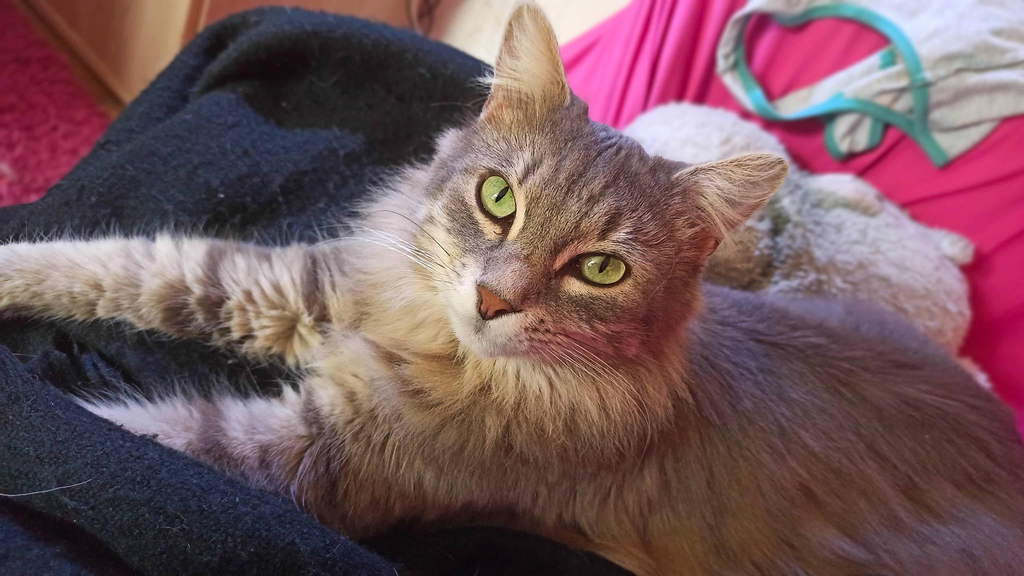 Titinono a rejoint le concours — aidez-le/la à gagner de superbes lots ! carnivore, cat, claw, domestic_short_haired_cat, ear, felidae, fur, paw, small_to_medium_sized_cats, snout, terrestrial_animal, whiskers, wildlife