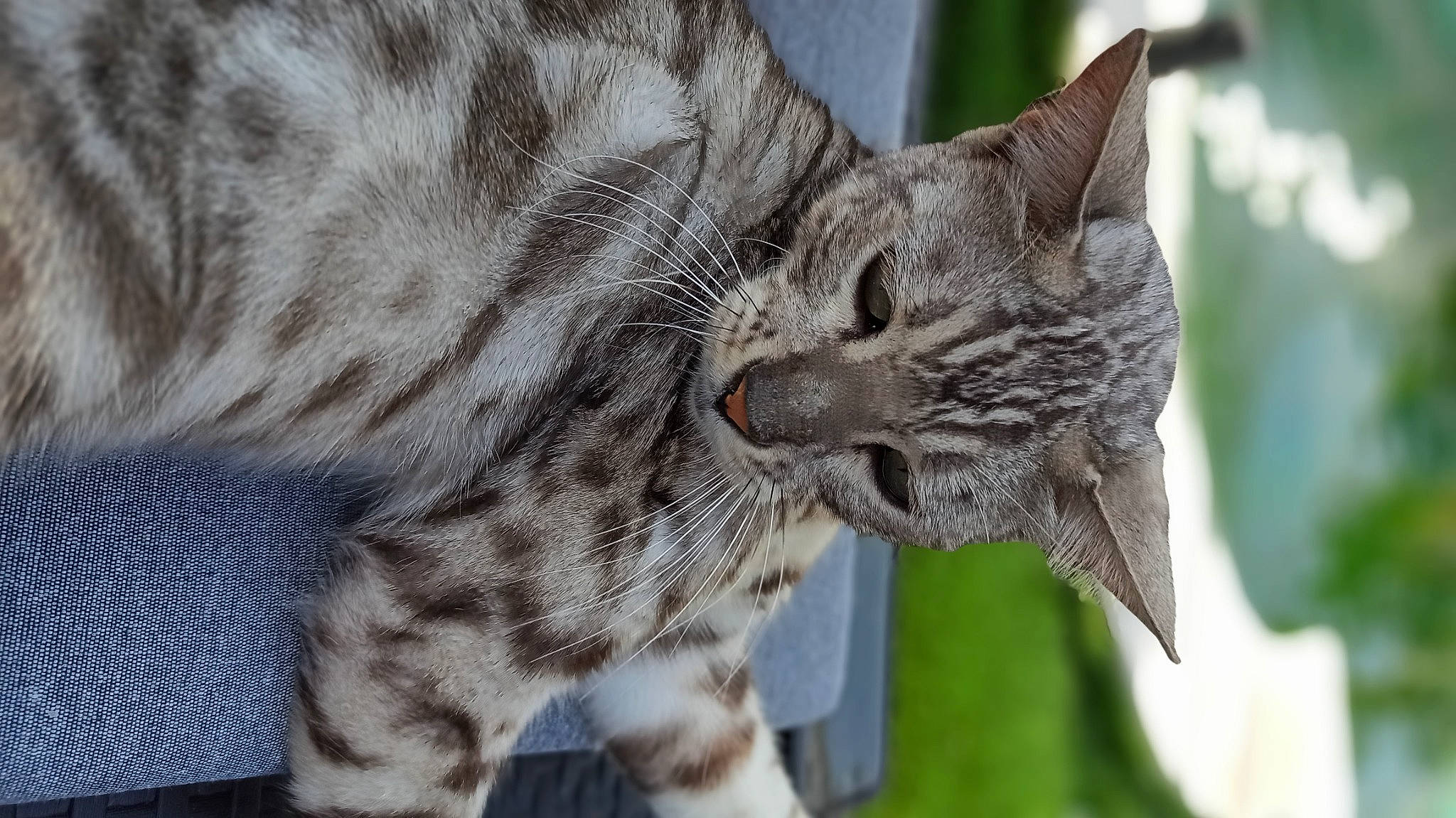 Kikimou a rejoint le concours — aidez-le/la à gagner de superbes lots ! bobcat, carnivore, cat, claw, close_up, domestic_short_haired_cat, eye, fang, felidae, fur, grass, lynx, mammal, paw, plant, small_to_medium_sized_cats, tail, terrestrial_animal, tree, whiskers