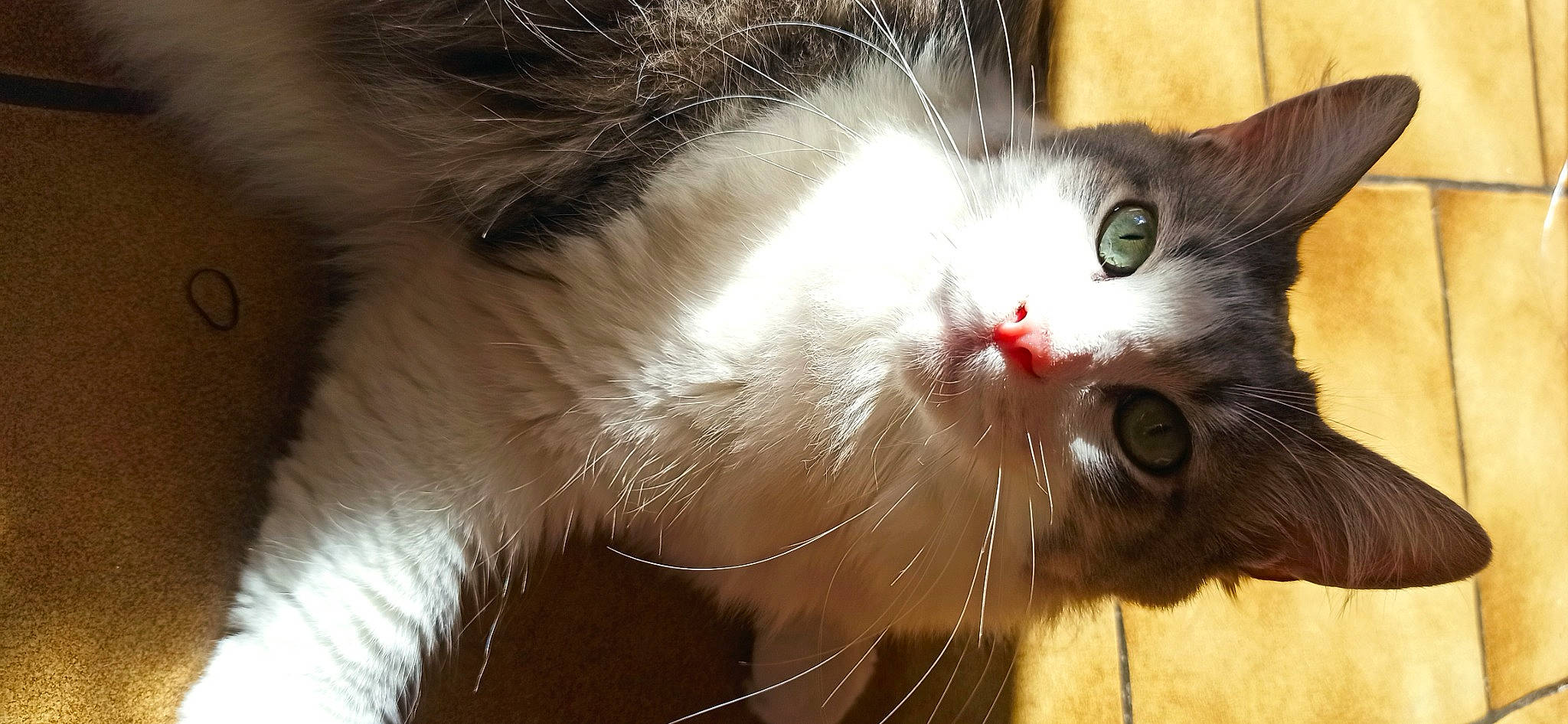 Titoutouti a rejoint le concours — aidez-le/la à gagner de superbes lots ! carnivore, cat, claw, close_up, domestic_short_haired_cat, fawn, felidae, fur, paw, plant, small_to_medium_sized_cats, snout, tail, whiskers, window