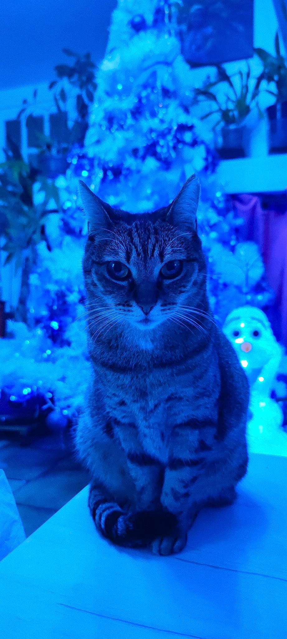 Cbb participe au concours pour gagner de l'argent avec cette photo : azure, blue, carnivore, cat, christmas, christmas_decoration, christmas_ornament, electric_blue, event, felidae, freezing, organism, plant, purple, small_to_medium_sized_cats, snout, snow, whiskers, window, winter