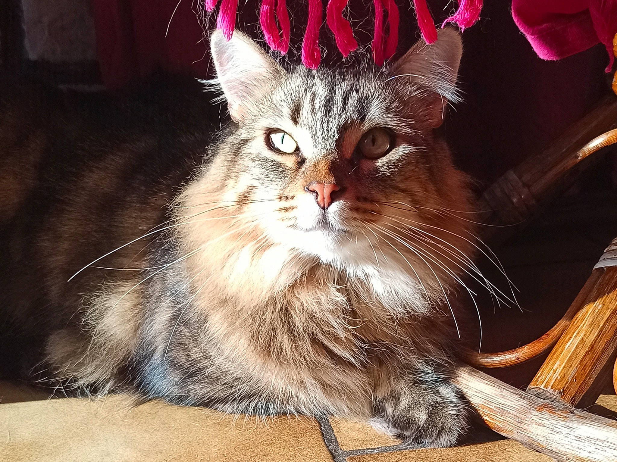 Simba participe au concours pour gagner de l'argent avec cette photo : carnivore, cat, claw, domestic_short_haired_cat, event, felidae, fur, hat, maine_coon, paw, photo_caption, small_to_medium_sized_cats, snout, tail, whiskers, window