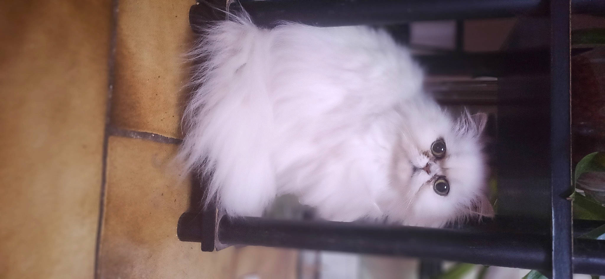 Chouquette participe au concours pour gagner de l'argent avec cette photo : canidae, carnivore, cat, companion_dog, dog_breed, fashion_accessory, felidae, fur, paw, room, small_to_medium_sized_cats, snout, sporting_group, tail, whiskers, wood