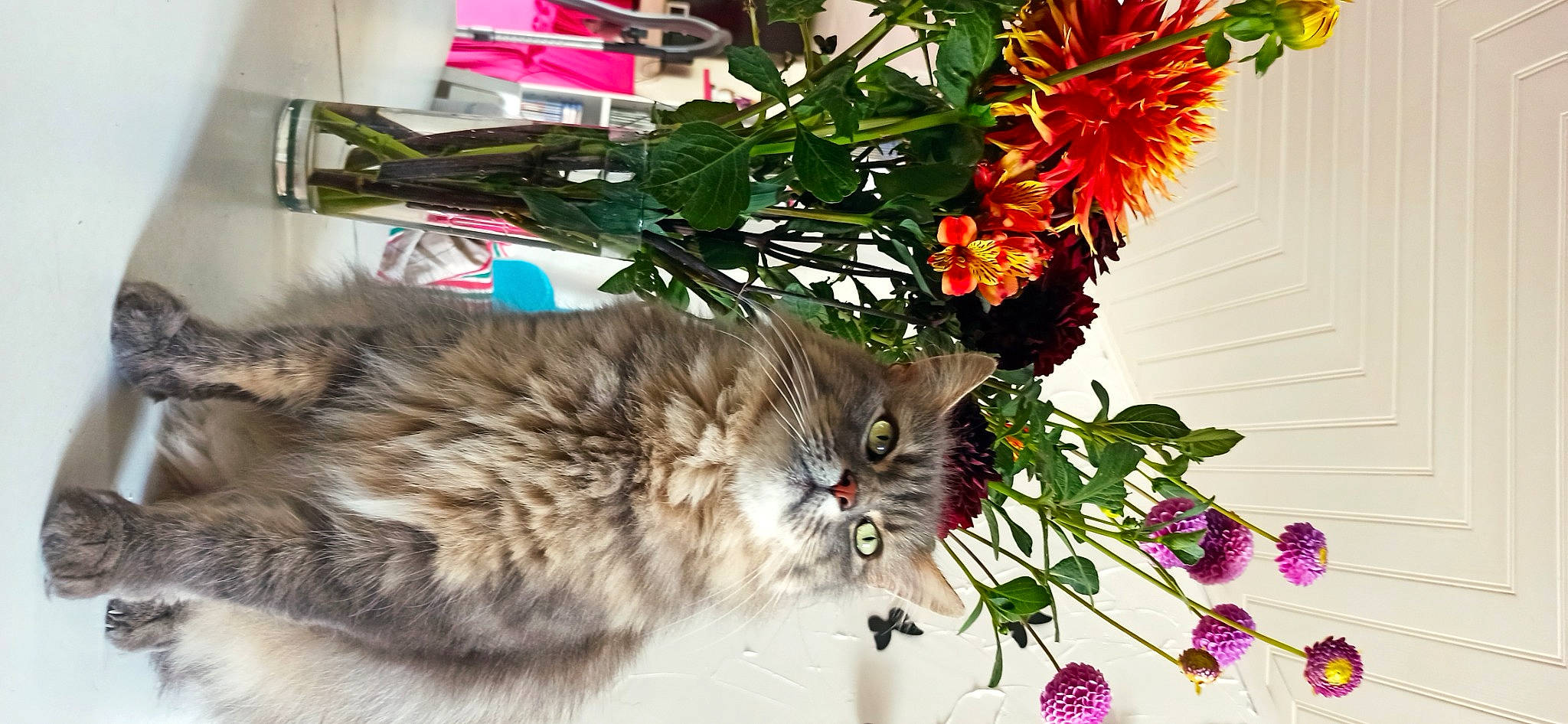 Phenix participe au concours pour gagner de l'argent avec cette photo : annual_plant, carnivore, cat, cut_flowers, domestic_short_haired_cat, felidae, floral_design, flower, flower_arranging, flowerpot, fur, grass, herbaceous_plant, houseplant, petal, plant, small_to_medium_sized_cats, tail, terrestrial_animal, whiskers