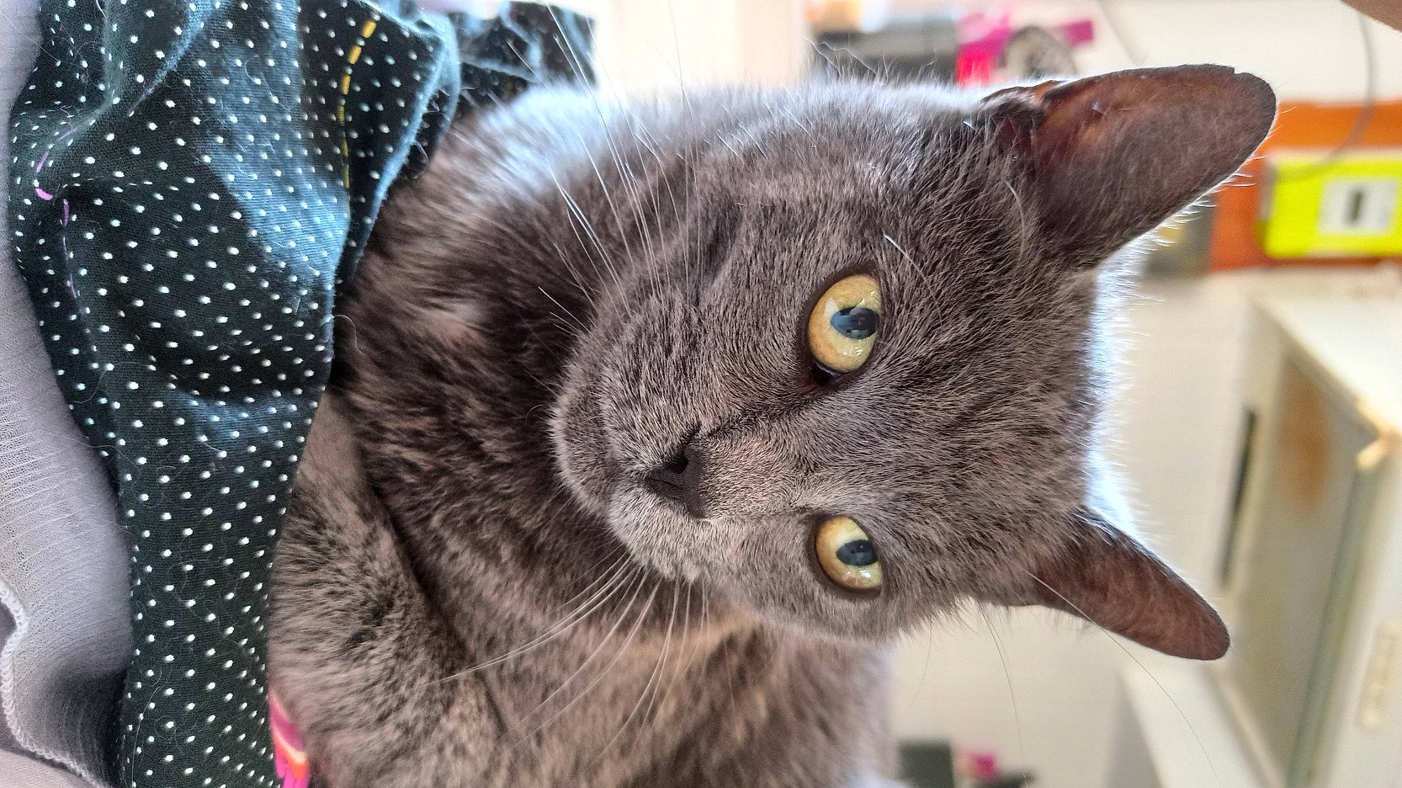 Miou a rejoint le concours — aidez-le/la à gagner de superbes lots ! black_cat, carnivore, cat, chartreux, close_up, domestic_short_haired_cat, ear, electric_blue, eye, felidae, fur, grey, pattern, paw, russian_blue, small_to_medium_sized_cats, snout, terrestrial_animal, whiskers