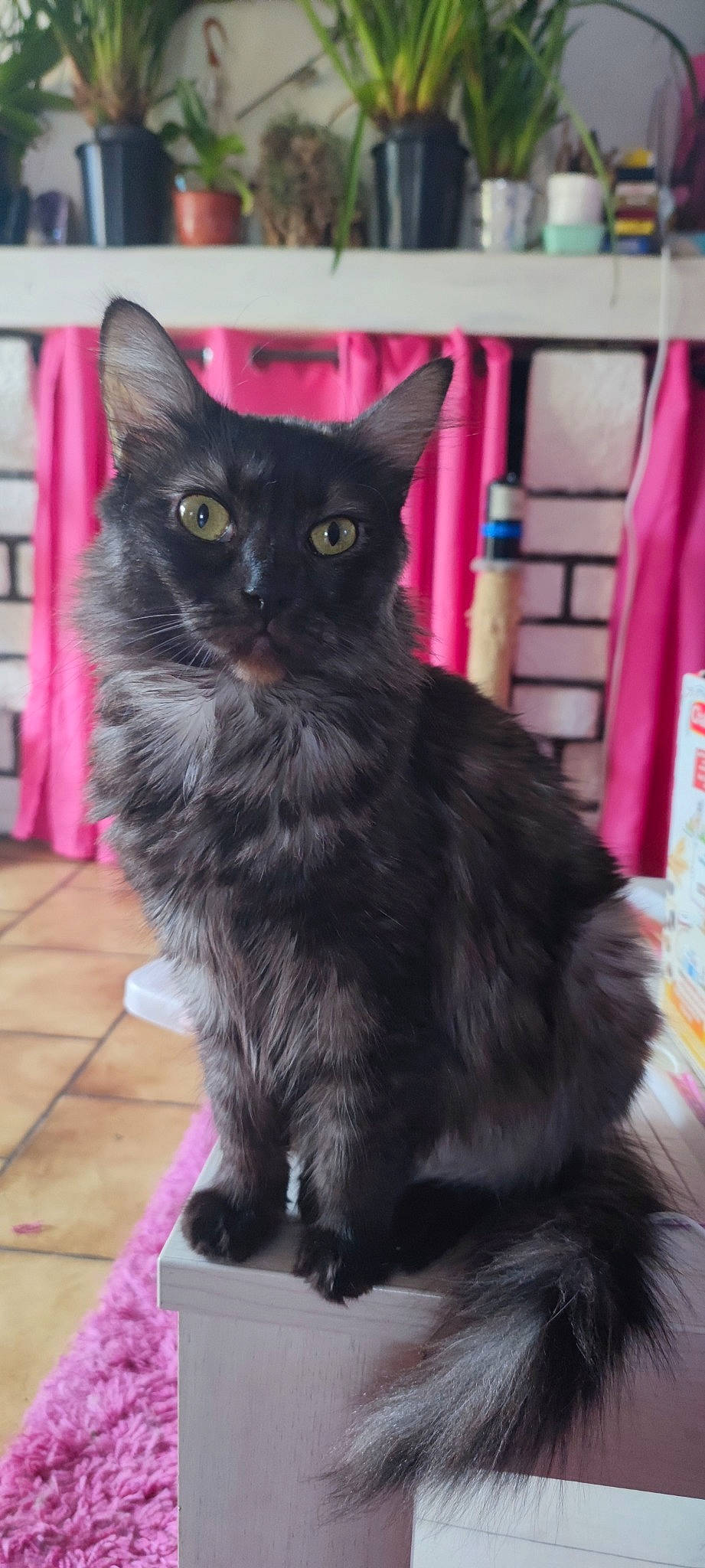 Turbinoune participe au concours pour gagner de l'argent avec cette photo : black_cat, bombay, carnivore, cat, claw, domestic_short_haired_cat, felidae, flooring, fur, hardwood, magenta, paw, sitting, small_to_medium_sized_cats, snout, tail, terrestrial_animal, whiskers