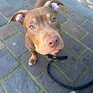 Popeye a rejoint le concours — aidez-le/la à gagner de superbes lots ! dog, brown_dog, leash, pavement, cobblestone, outdoor, pet, canine, looking_up, curious, ears, snout, nose, eyes, collar, street, sidewalk, animal, close_up, daylight
